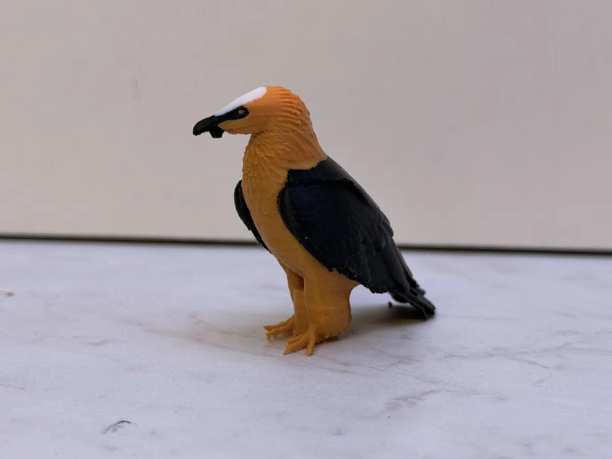 Gypaète imprimé en 3D